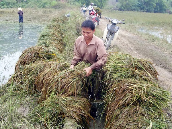 Dân thu hoạch lúa trong ngập lụt Lúa ngâm nước lâu ngày đã lên mầm, bốc mùi chua nồng nặc