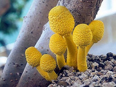 Ngỡ ngàng trước thế giới muôn màu của nấm Ngỡ ngàng trước thế giới muôn màu của nấm