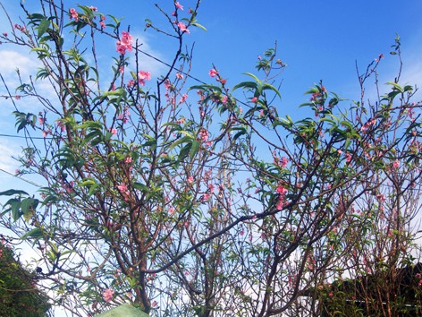 Đào nở hoa rực rỡ đầu thu Đào nở hoa rực rỡ đầu thu
