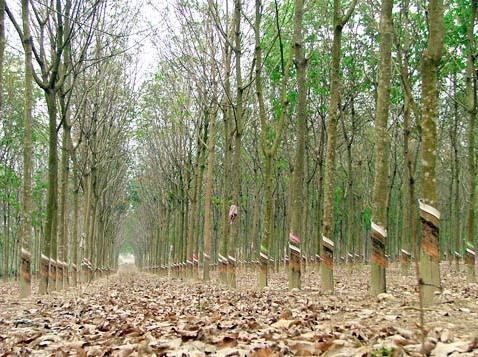 Dân trồng cao su phá cam kết Dân trồng cao su phá cam kết