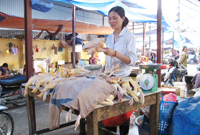 Bán tràn lan gia cầm không kiểm dịch Nhiều chợ ở Hà Nội bày bán gia cầm không có dấu hiệu kiểm dịch. Ảnh: P.A