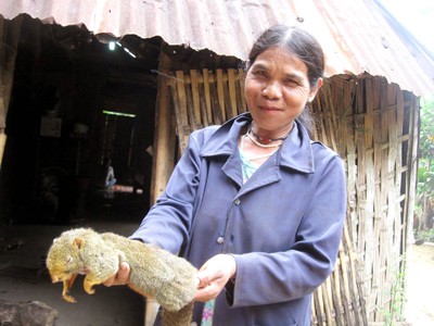 Sóc, chuột - miếng ngon đại ngàn Sóc, chuột - miếng ngon đại ngàn