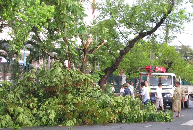 Quảng Trị: Diễn đàn Hợp tác Hành lang kinh tế Đông - Tây Công nhân Trung tâm Công viên Cây xanh Huế khẩn trương giải phóng cây cối gây ách tắc giao thông