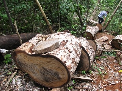 Cục Kiểm lâm lập tổ công tác kiểm tra phá rừng Cục Kiểm lâm lập tổ công tác kiểm tra phá rừng