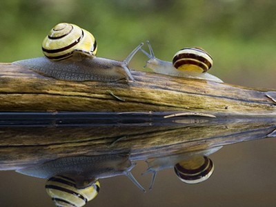 Ngắm ốc sên 'hôn nhau' Ngắm ốc sên 'hôn nhau'