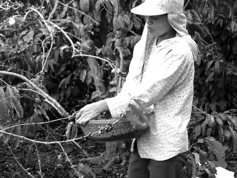 Bơm vốn “trẻ hóa” cà phê Bơm vốn “trẻ hóa” cà phê
