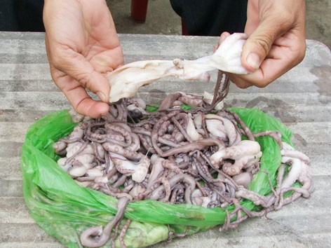 Bạch tuộc tươi như... cao su Bạch tuộc tươi như... cao su