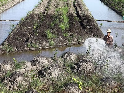 Nông dân ồ ạt bỏ lúa trồng cam sành Nông dân ồ ạt bỏ lúa trồng cam sành