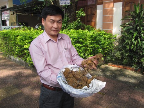 Nguy cơ sâm Ngọc Linh tuyệt chủng Nguy cơ sâm Ngọc Linh tuyệt chủng
