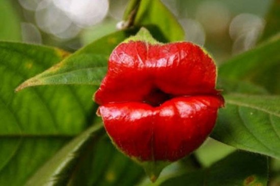 Độc đáo hoa... đôi môi gợi cảm Độc đáo hoa... đôi môi gợi cảm