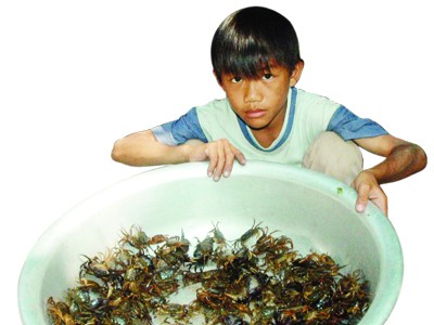 Cù lao bao giờ về Phố Cù lao bao giờ về Phố