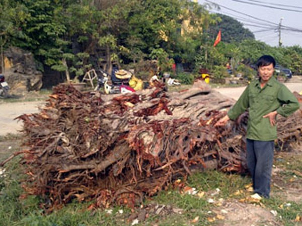 Phát hiện cây bồ đề 100 tuổi bị đánh cắp Phát hiện cây bồ đề 100 tuổi bị đánh cắp