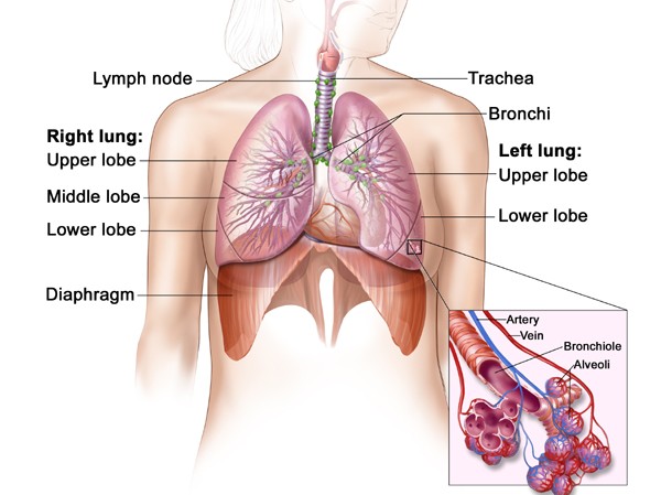 Bước đột phá trong điều trị ung thư phổi Bước đột phá trong điều trị ung thư phổi
