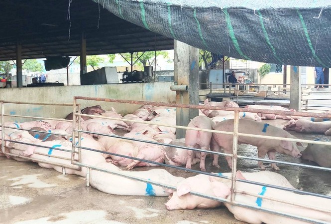Phát hiện thêm ổ dịch tả lợn châu Phi ở Quảng Trị Xuất hiện ổ dịch tả lợn châu Phi thứ 2 tại Quảng Trị.
