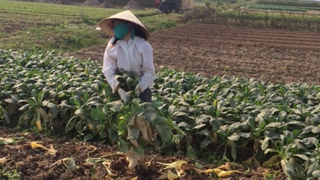 Vứt hàng trăm tấn củ cải vì nghi từ Trung Quốc Người dân đang dỡ củ cải vứt bỏ.
