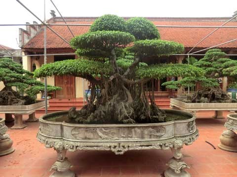 Đại gia Thanh Hóa chi 4 tỷ đồng mua cây sanh 'cửu phẩm' Cây cửu phẩm là bảo bối trong khu vườn của ông Ngọ.