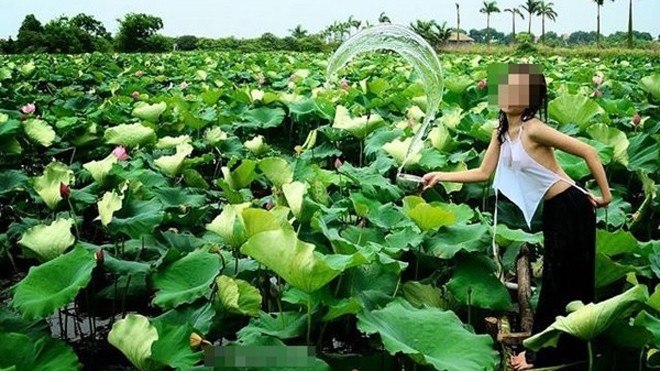 Áo yếm thả rông ăn đầy... gạch đá Những bức ảnh sen "áo yếm, thả rông" bị cư dân mạng ném đá. (Nguồn ảnh: Facebook).