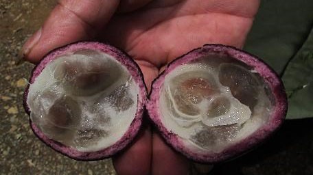 Cảnh báo tử vong do ăn quả Hồng trâu Bên trong quả dại có từ 4 - 6 hạt.