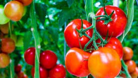 Vì sao ăn cà chua lại bị đau bụng? Vì sao ăn cà chua lại bị đau bụng?