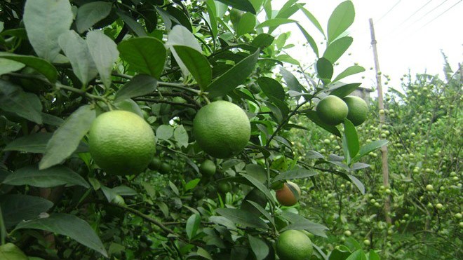 Thu gần nửa tỷ đồng từ 8 sào chanh đào Sản lượng quả không cao như các năm trước, nhưng nhờ chất lượng tốt nên doanh thu từ vườn chanh đào của ông Đảo cũng lên đến 400 - 450 triệu đồng. Ảnh: Zing