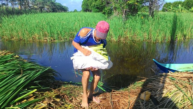 Từ cây gây hại trở thành đặc sản vùng đất Mũi Xưa kia cây bồn bồn chỉ là cây gây hại cho người bà con nông dân trồng lúa