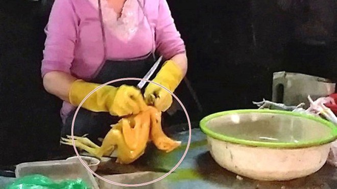 Hãi hùng kỹ nghệ biến gà, vịt vàng óng ả bằng hoá chất Gà sau khi được nhuộm thuốc có màu vàng bắt mắt