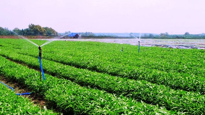 Vingroup ra mắt mẻ rau sạch đầu tiên Rau an toàn của VinEco được sản xuất theo công nghệ cơ giới hóa và tự động hóa trên cánh đồng mẫu lớn của Nhật Bản trên các nông trường tại Tam Đảo (Vĩnh Phúc), Củ Chi (TP HCM) và Long Thành (Đồng Nai).