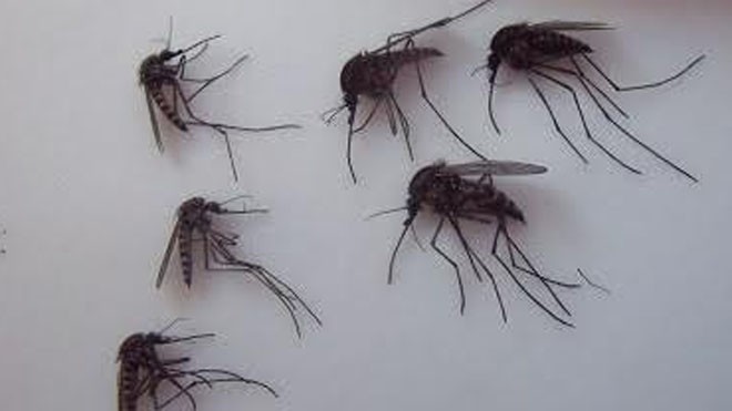 Muỗi khổng lồ tung hoành ở Bắc Cực Muỗi khổng lồ ở Bắc Cực. Ảnh: Lauren Culler