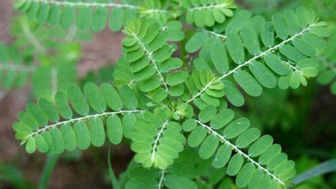 Lợi bất cập hại của thảo dược gia truyền Cây diệp hạ châu (chó đẻ). Ảnh: diephachau.