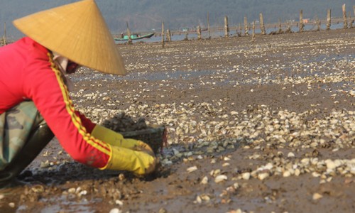 Người dân điêu đứng vì ngao chết hàng loạt Ngao chết trắng đồng tại xã Mai Phụ (Lộc Hà).