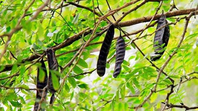 Bồ kết: Vị thuốc hay, cây thuốc quý Bồ kết mọc hoang và được trồng khắp nơi ở nước ta. (Ảnh từ Internet)