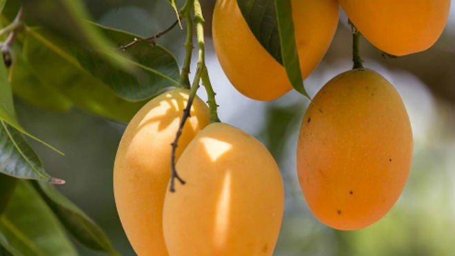 Ăn xoài giúp chống ung thư, béo phì Ảnh: piara.