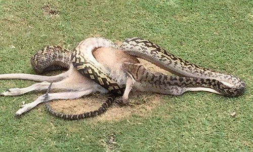 Trăn dài 4 m nuốt chửng chuột túi ngay giữa sân golf Con trăn nuốt chửng chuột túi trước mắt nhiều người chơi golf. Ảnh: AFP.