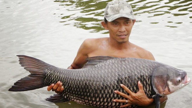 Những người bảo tồn 'vua cá' quý hiếm ở miền Tây Cá hô bố mẹ tại ao nuôi của Trung tâm giống thủy sản nước ngọt Nam bộ. Ảnh: NVCC.