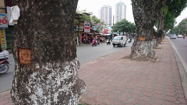 Vì sao xà cừ cổ thụ ở đường Láng liên tục bị lột vỏ? Cả một hàng cây, cây nào cũng bị đẽo một mảng vỏ.