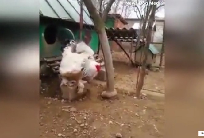 Vua gà gần 5 kg ở Kosovo gây sốt mạng xã hội Vua gà gần 5 kg ở Kosovo gây sốt mạng xã hội