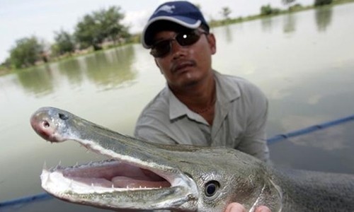 'Thủy quái' mình rắn đầu cá sấu ở Ấn Độ Con cá với phần thân dài như rắn và phần đầu giống cá sấu. Ảnh: Toutiao.