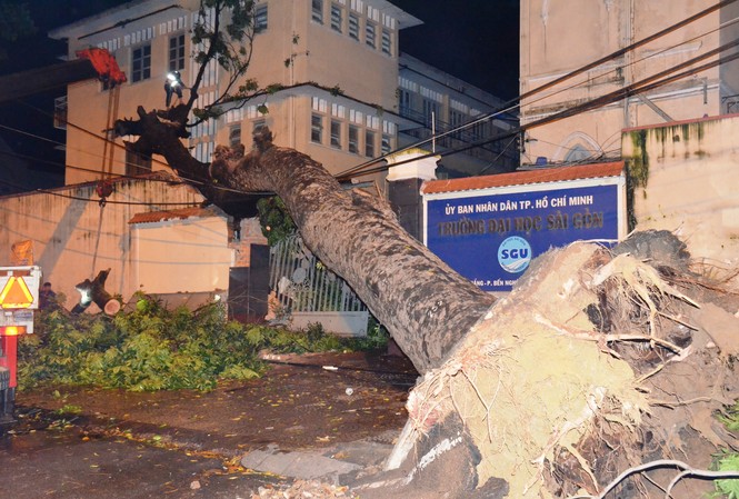 Cổ thụ bật gốc đổ đè tường trường đại học Sài Gòn Cổ thụ bật gốc đổ đè tường trường đại học Sài Gòn