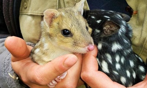 Australia đưa trở lại lục địa loài mèo túi biến mất suốt 50 năm Mèo túi phương Đông. (Nguồn: news.com.au)