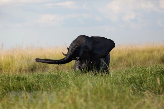 90 con voi bị giết chỉ trong vài tuần ở công viên quốc gia Botswana Voi con chơi đùa tại khu vực sông Chobe, Công viên quốc gia Chobe, Botswana. (Nguồn: AFP/TTXVN)