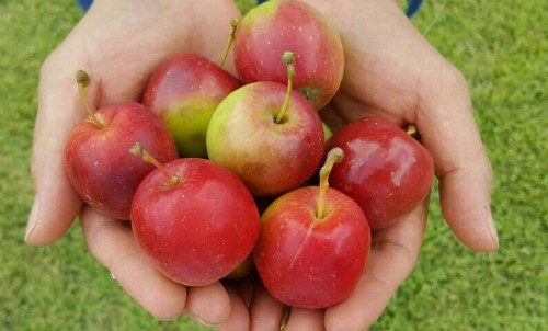 Táo mini Hàn Quốc ồ ạt vào Việt Nam Táo mini Hàn Quốc có hình dáng bắt mắt.