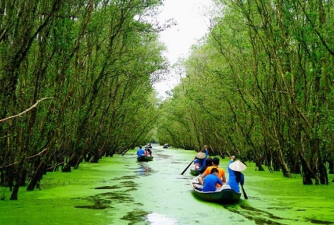 Sao Mai Trà Sư ‘mở mũi’ xúc tiến du lịch sinh thái Vẻ đẹp tuyệt tác của rừng tràm Trà Sư (Nguồn ảnh: Internet)