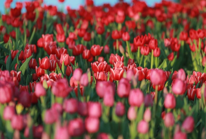 Đón giáng sinh, năm mới phong cách Châu Âu ngay giữa Nha Trang Hoa Tulip vốn là niềm tự hào của người Hà Lan, được họ mang đi khắp nơi