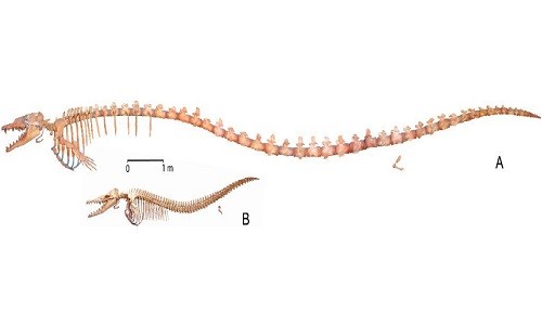Hóa thạch cá voi 35 triệu năm trong bụng con cá voi khác So sánh kích thước Basilosaurus isis và Dorudon atrox. Ảnh: Science Alert.