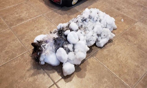 Mèo hồi sinh sau khi đông cứng dưới trời tuyết -8 độ C Fluffy bất động khi được đưa tới phòng khám thú y. Ảnh: AP.