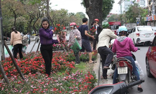Người 'hôi' hoa sau thượng đỉnh Mỹ-Triều có thể đối diện mức phạt nào? Người dân ồ ạt vào lấy hoa trang trí trên dải phân cách tại phố Kim Mã vào sáng ngày 6/3