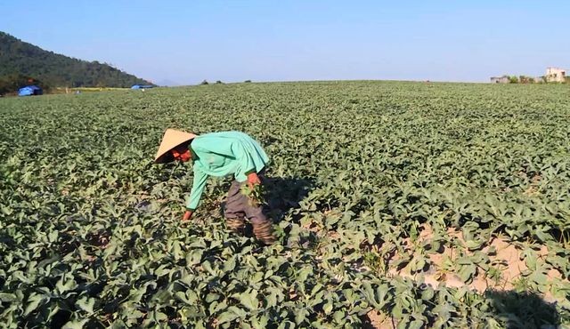 Côn đồ trắng trợn đòi 'bảo kê', cướp 'bát cơm' nông dân nghèo tại Phú Yên Người trồng dưa khốn khổ vì bị các đối tượng “bảo kê” đòi tiền