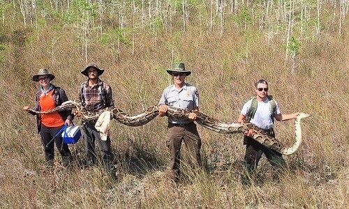 Phát hiện trăn dài hơn 5 m mang thai 73 quả trứng ở Mỹ Con trăn cái dài 5,2 mét bị bắt ở đầm lầy Everglades. Ảnh: Facebook.