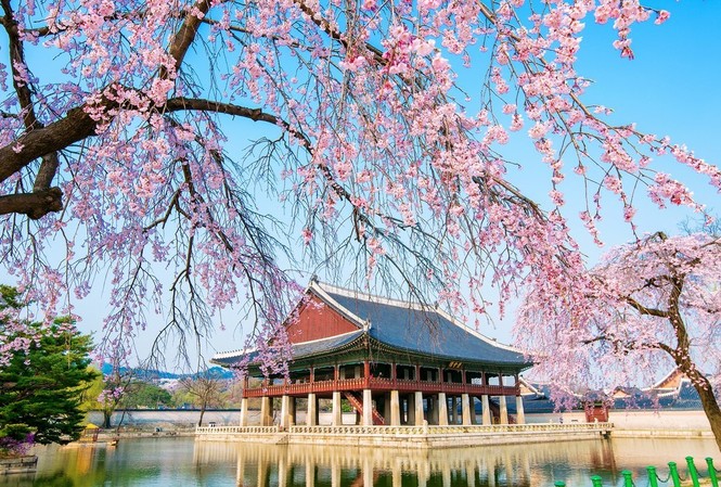 Du xuân Hàn Quốc, ngắm hoa anh đào cùng Pymepharco Du xuân Hàn Quốc, ngắm hoa anh đào cùng Pymepharco