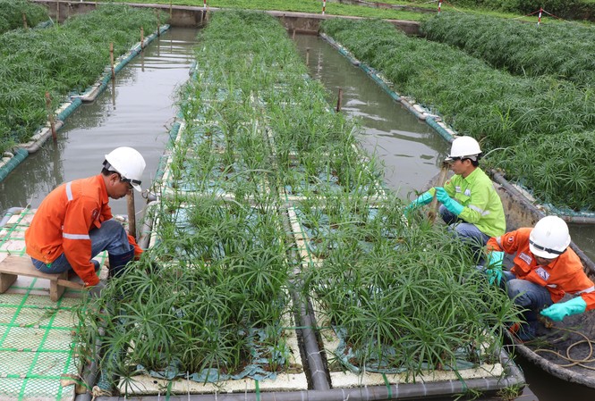 Hoàn nguyên môi trường Núi Pháo: Bài học đầu tư khôn ngoan của Masan Resources Hoàn nguyên môi trường Núi Pháo: Bài học đầu tư khôn ngoan của Masan Resources